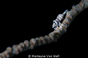 A whip coral shrimp at Bethleham in Anilao by Marteyne Van Well 